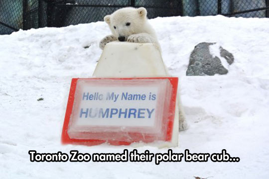 cute-polar-bear-cub-Humphrey-Toronto-zoo