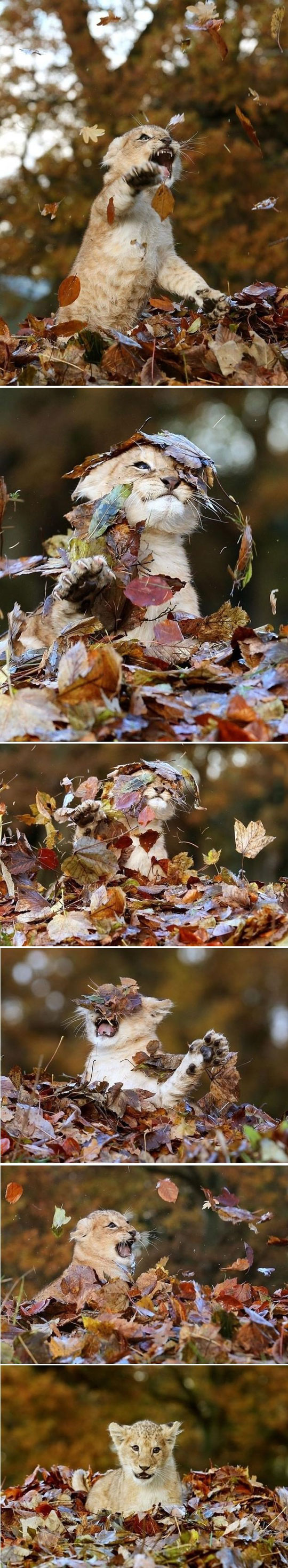 cute-young-lion-baby-playing-leaves