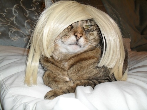 29 Cats Who Are Sexier Than You. 