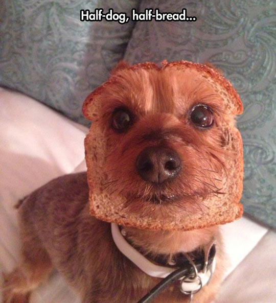 I Think Your Dog May Be Inbred