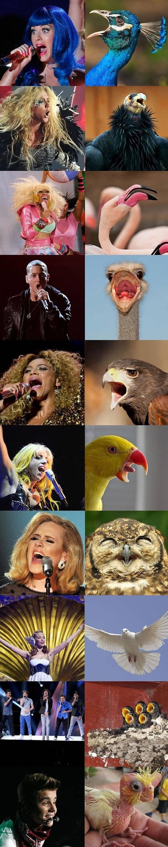 If popstars were birds…
