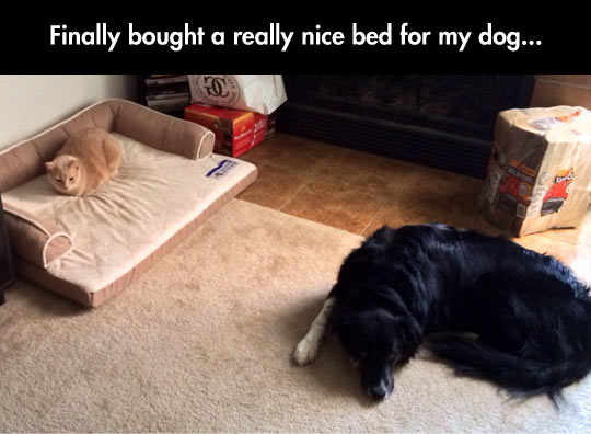 funny-bed-for-pets-dog-cat