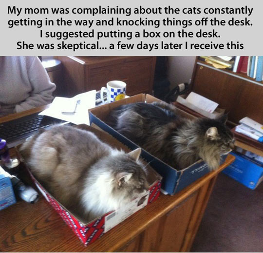 funny-cat-box-desk-fluffy-kitty