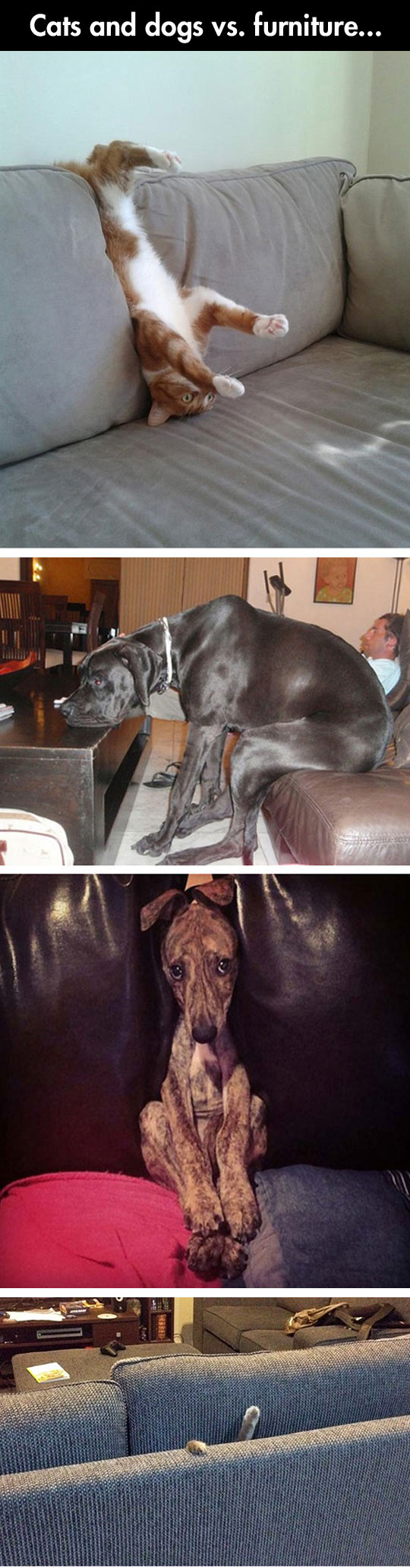 Pets vs. Furniture