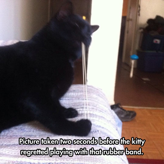 funny-cat-rubber-band-playing-bed