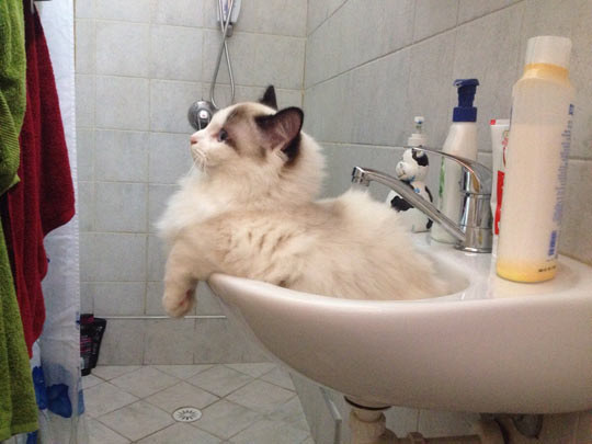 The Sink Is For Sitting