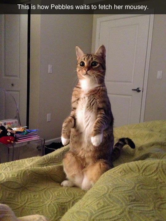 funny-cat-waiting-fetch-mouse