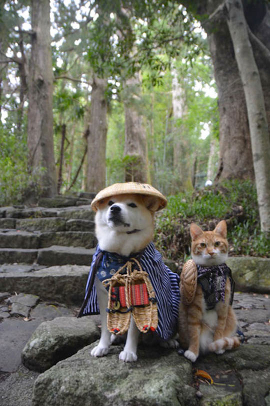 funny-cute-dog-cat-friendship-Shiba-Inu