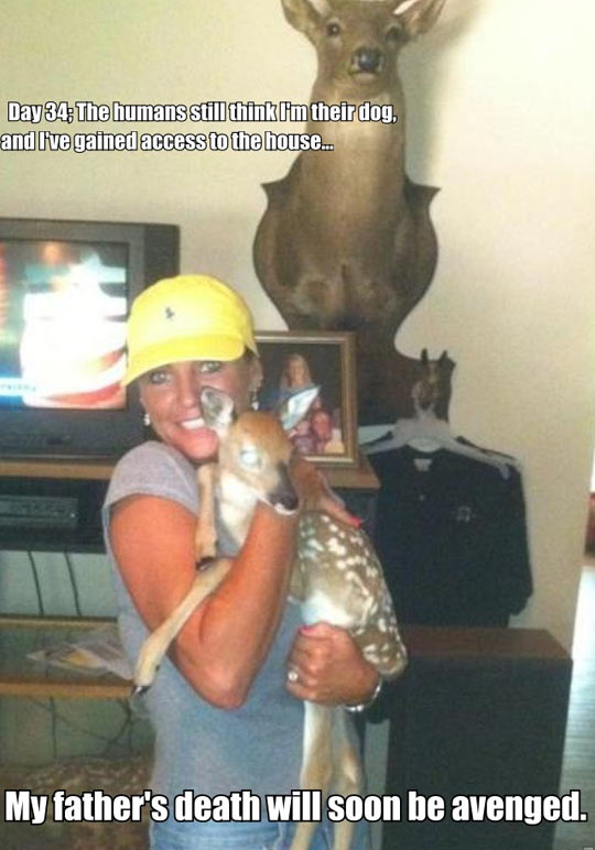 funny-deer-revenge-woman-pet