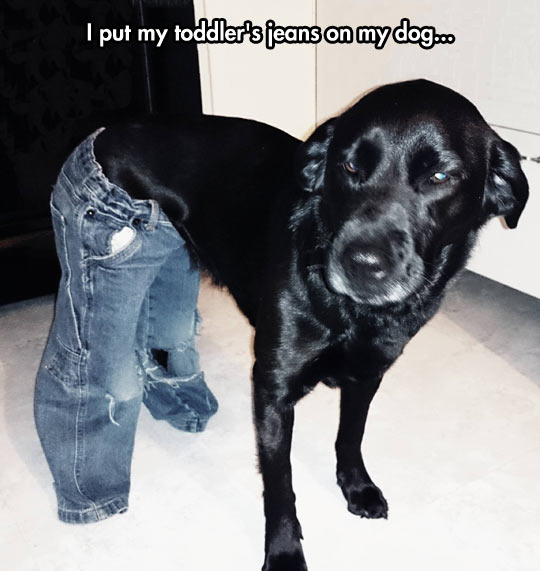 funny-dog-baby-jeans-face