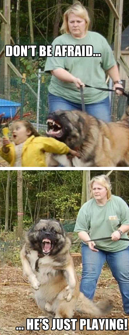 funny-dog-bad-afraid-owner