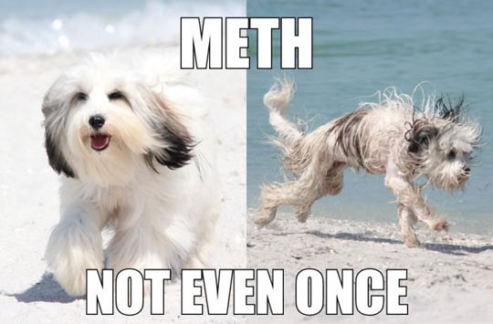 funny-dog-beach-ocean-wet