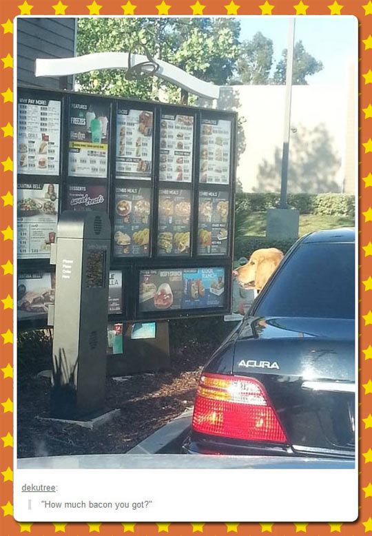 funny-dog-car-fast-food