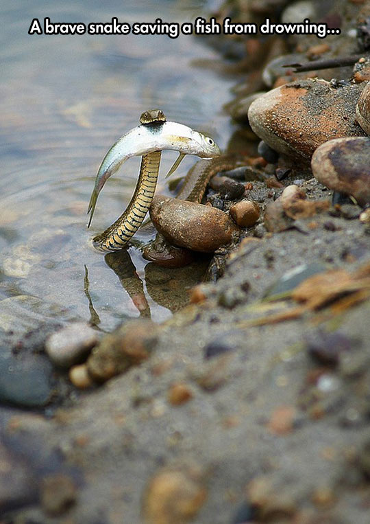 funny-fish-snake-rescue-water