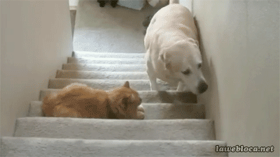 funny-gif-cat-dog-stairs-fear
