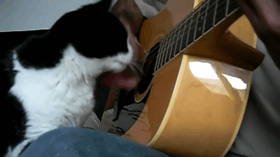 funny-gif-cat-guitar-playing