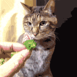This cat really wants the broccoli...
