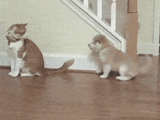 funny-gif-cat-kitten-dog-tail-game1.gif