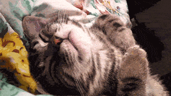 funny-gif-cat-sleeping-paw-motion