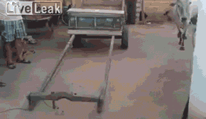 funny-gif-cow-working-people