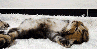 Kitten Wakes Up, And Makes My Day