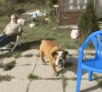 funny-gif-dog-bulldog-chair