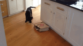 funny-gif-dog-cat-bag