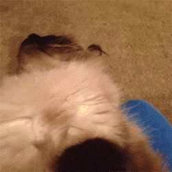 funny-gif-dramatic-close-up-cat