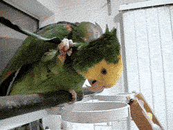funny-gif-parrot-feather-scratch