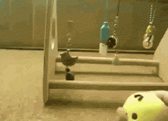 funny-gif-parrot-playing-toy