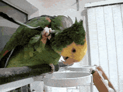 funny-gif-parrot-shower-bath-green