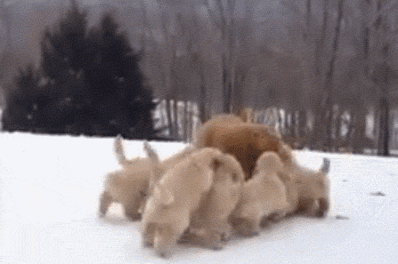 funny-gif-puppies-mommy-playing-golden-snow