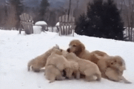 funny-gif-puppies-mommy-playing-golden