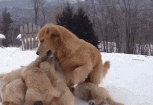 funny-gif-puppies-mommy-playing