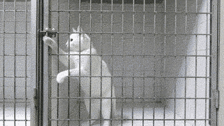 Prison Break Cat Edition
