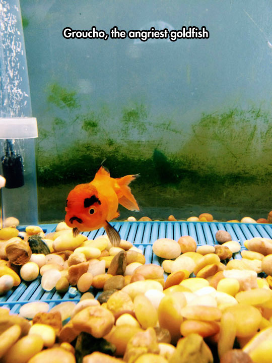 funny-goldfish-angry-Groucho-tank