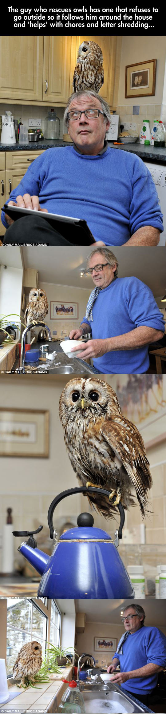 funny-guy-owl-helping-chores-man