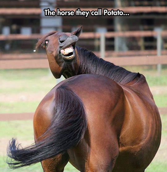 funny-horse-face-crazy-weird-awkward