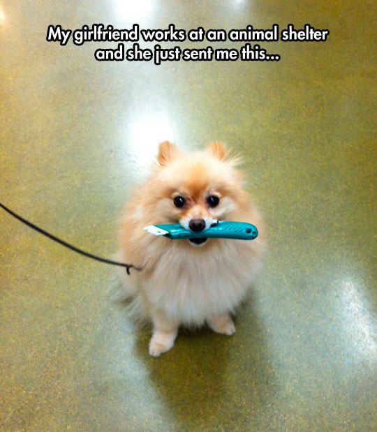 funny-little-dog-cutter-mouth