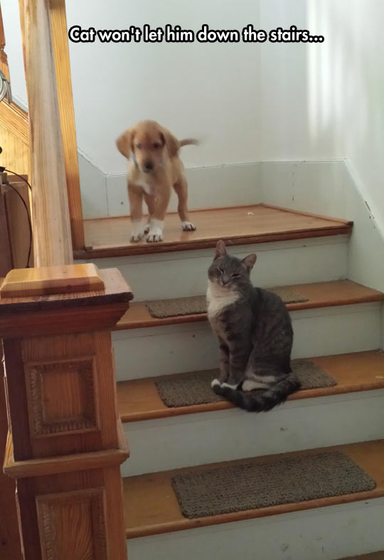 funny-puppy-cat-down-stairs