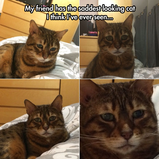The saddest cat in the world