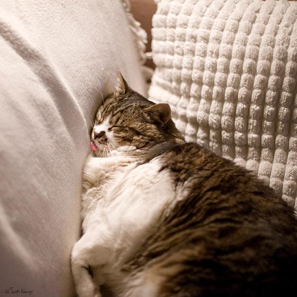 funny-sleeping-cats-11