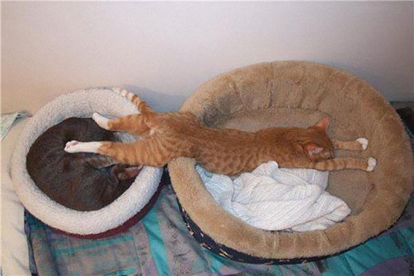 funny-sleeping-cats-26