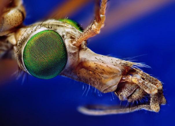 20-Incredible-Eye-Macros-crane-fly