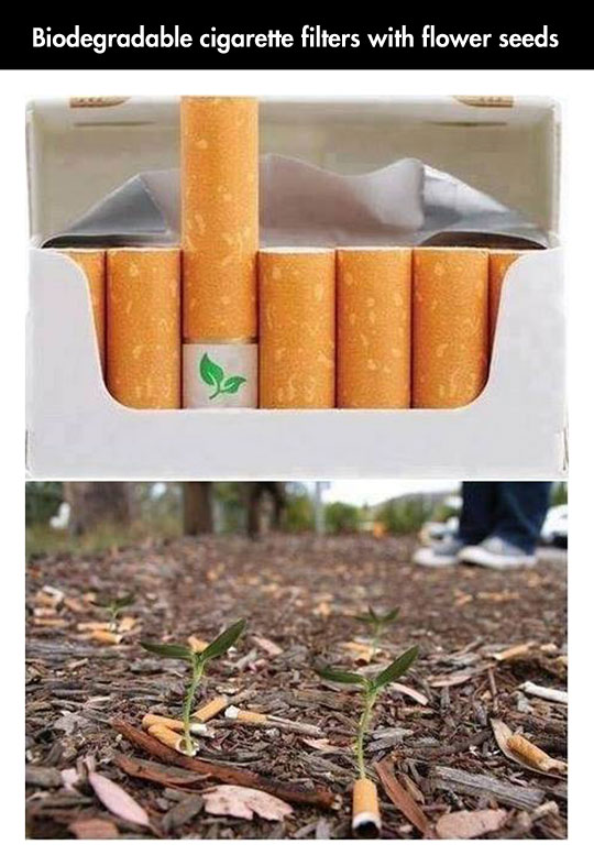 cool-biodegradable-cigarette-filter-flower-seeds