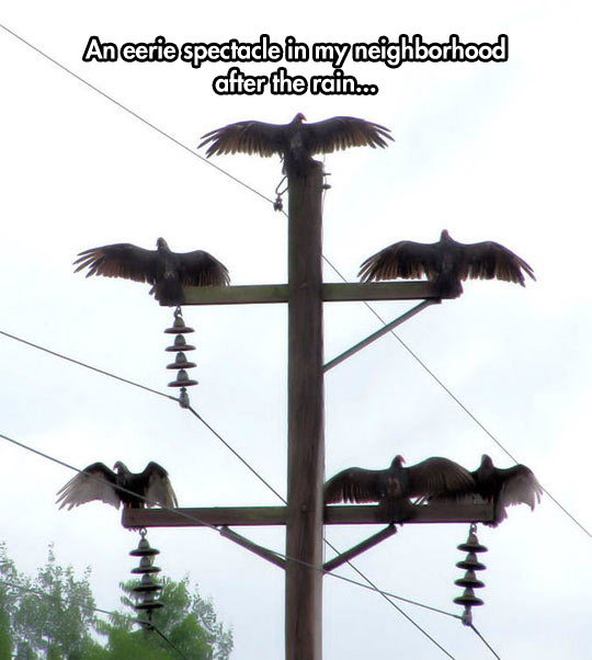 Vultures Drying Their Wings