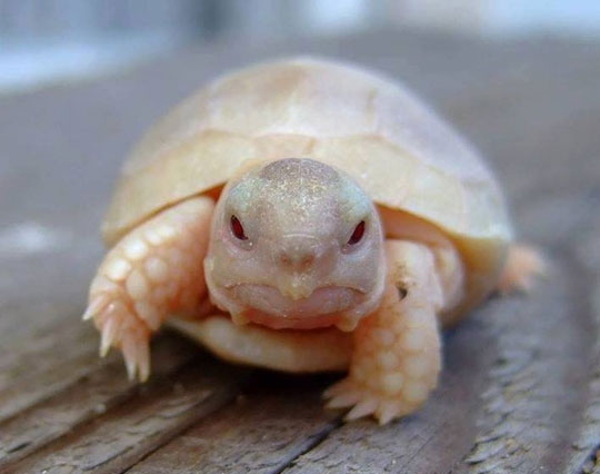 This Is What An Baby Albino Turtle Looks Like