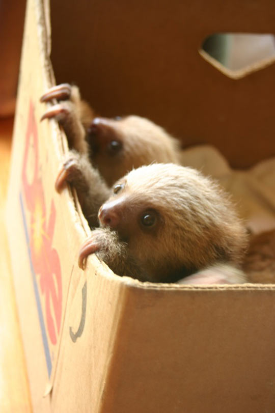 Sloths In a Box