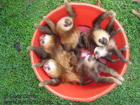 cute-baby-sloths-bucket-little
