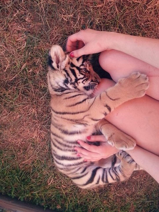 Tiger Cuddles Must Be Like 100 Kitties Cuddling You At Once